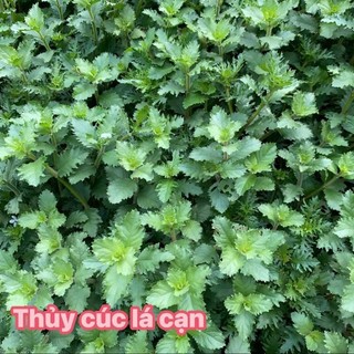 cây thủy cúc thủy sinh dễ trồng không cần co2 12nhánh 15k