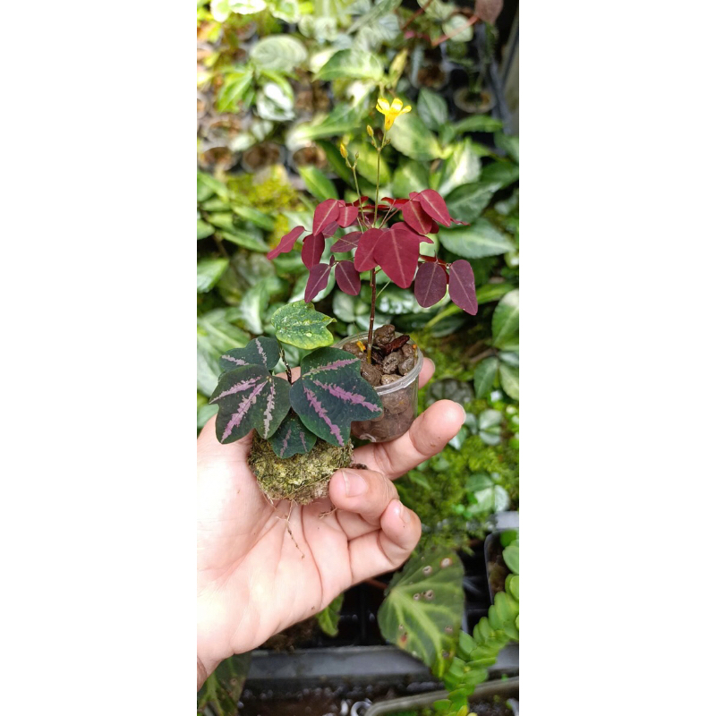 Chanh leo mini(Passiflora Trifasciata).chanh leo tím mini,trồng sân vườn,bán cạn,terarium