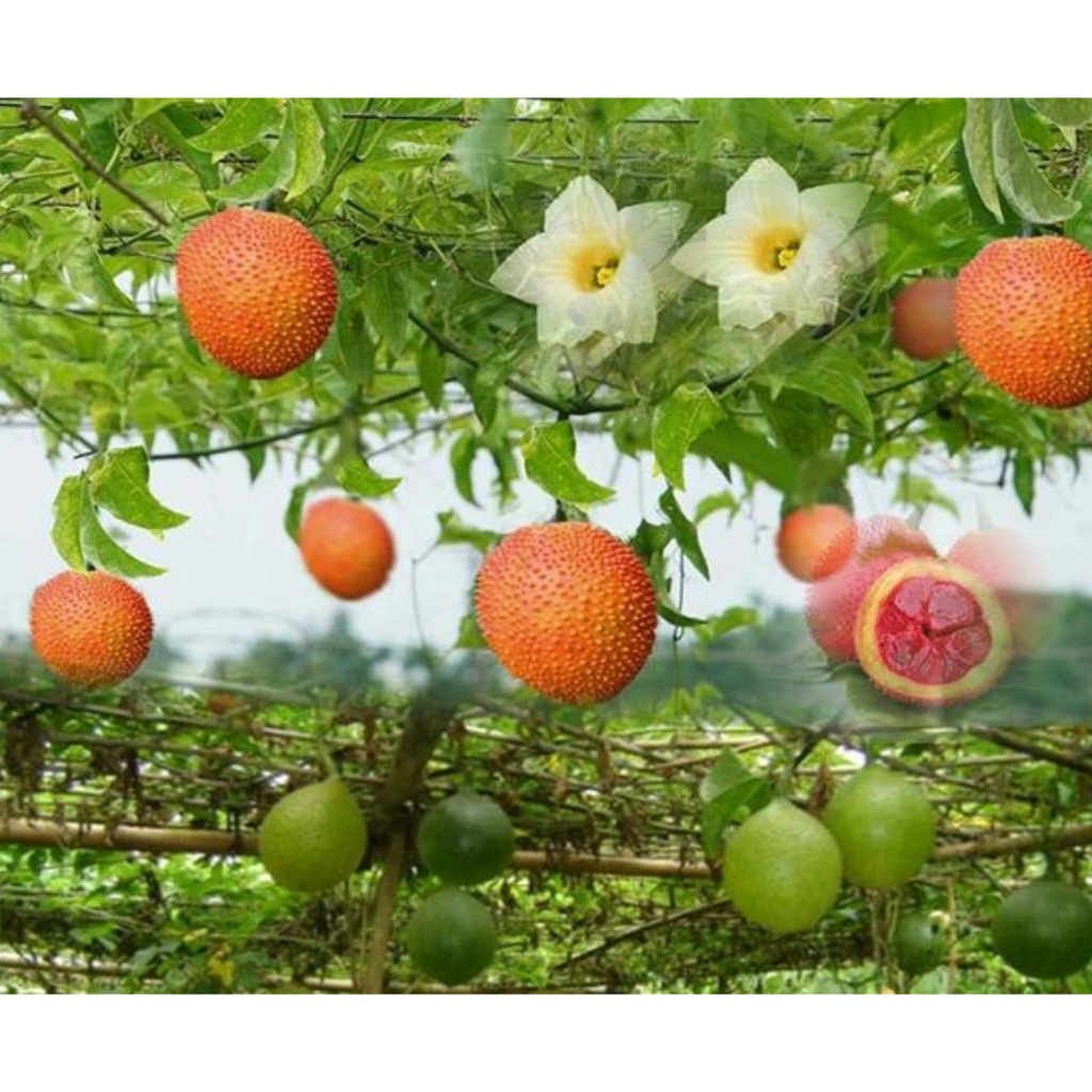 Bầu cây giống cây gấc nếp cao sản chuẩn giống - HẠT GIỐNG GẤC NẾP CANH NÔNG kvt