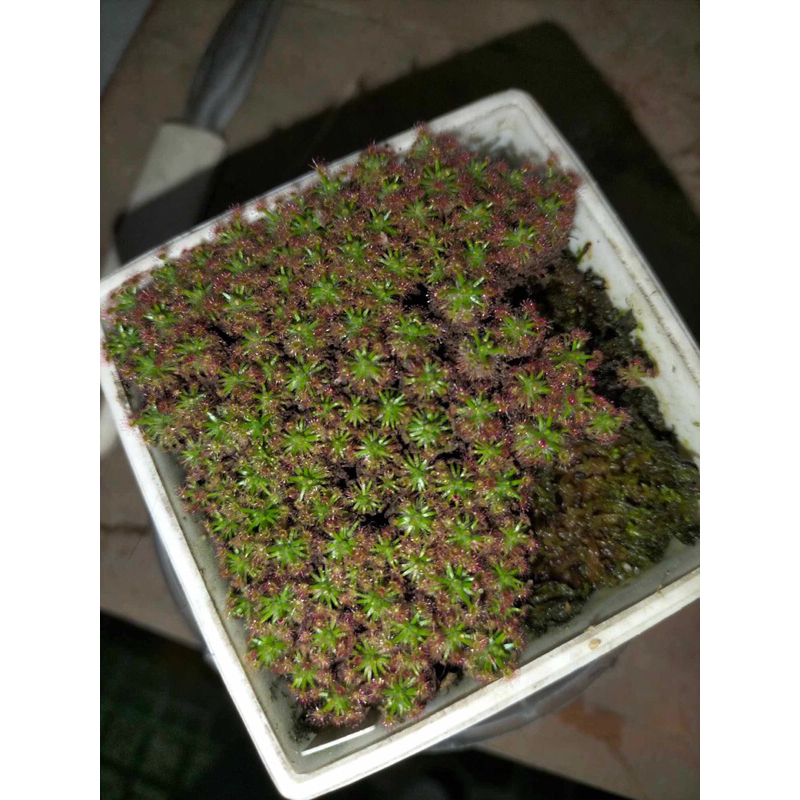 Cây gọng vó bắt mồi, cây đồng tiền mini dòng cây bắt mồi.