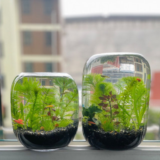 Bình hoa, bể cá thuỷ sinh kèm đế gỗ tiện dụng phong cách Nhật bản