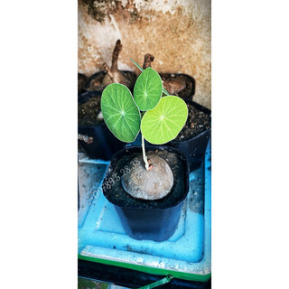 củ bình vôi thái bonsai đẹp lá đồng xu size 9-10cm