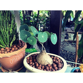 củ bình vôi thái bonsai đẹp lá đồng xu size 9-10cm