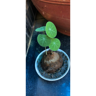 củ bình vôi thái bonsai đẹp lá đồng xu size 9-10cm