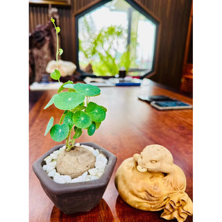 củ bình vôi thái bonsai đẹp lá đồng xu size 9-10cm
