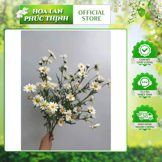 Cành cúc mi 75cm thân phủ phấn #cành_cúc_mi_dài #cúc_hoạ_mi_giả #cúc_hoạ_mi #hoa_trang_trí