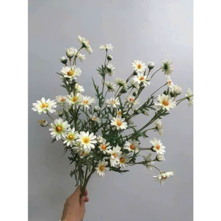 Cành cúc mi 75cm thân phủ phấn #cành_cúc_mi_dài #cúc_hoạ_mi_giả #cúc_hoạ_mi #hoa_trang_trí