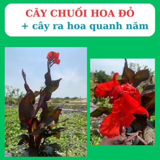 cây chuối cảnh hoa đỏ, trồng  bán cạn, tiểu cảnh, hòn non bộ