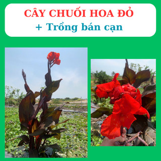 cây chuối cảnh hoa đỏ, trồng  bán cạn, tiểu cảnh, hòn non bộ