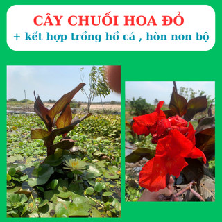 cây chuối cảnh hoa đỏ, trồng  bán cạn, tiểu cảnh, hòn non bộ