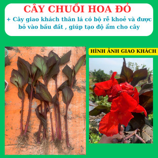 cây chuối cảnh hoa đỏ, trồng  bán cạn, tiểu cảnh, hòn non bộ