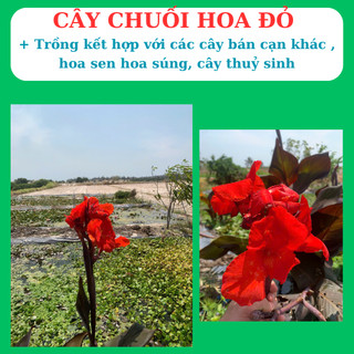 cây chuối cảnh hoa đỏ, trồng  bán cạn, tiểu cảnh, hòn non bộ