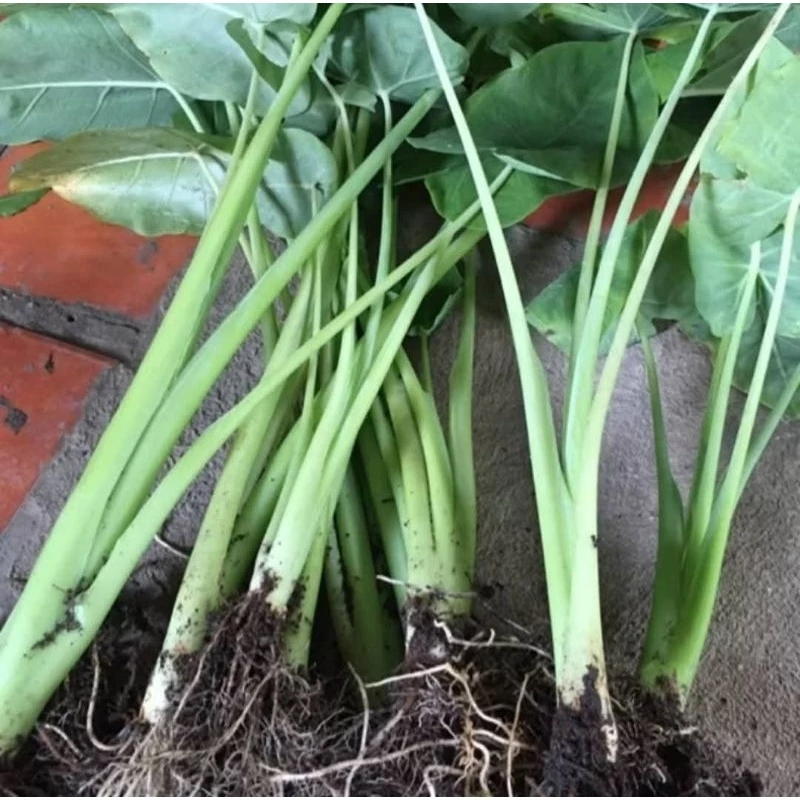 vn 11134207 7ra0g m7tdjzrrjf75a1@resize w900 nl