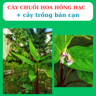 cây chuôi cảnh có hoa hồng hạc