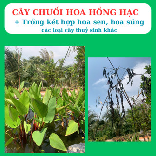 cây chuôi cảnh có hoa hồng hạc