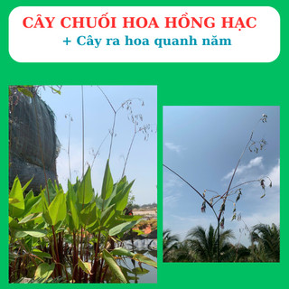cây chuôi cảnh có hoa hồng hạc