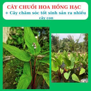 cây chuôi cảnh có hoa hồng hạc