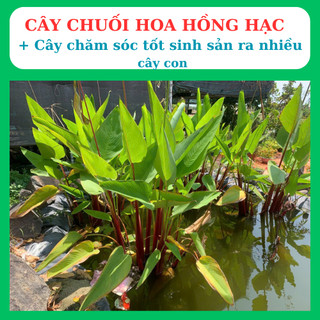 cây chuôi cảnh có hoa hồng hạc