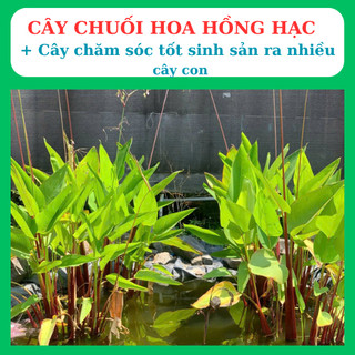 cây chuôi cảnh có hoa hồng hạc