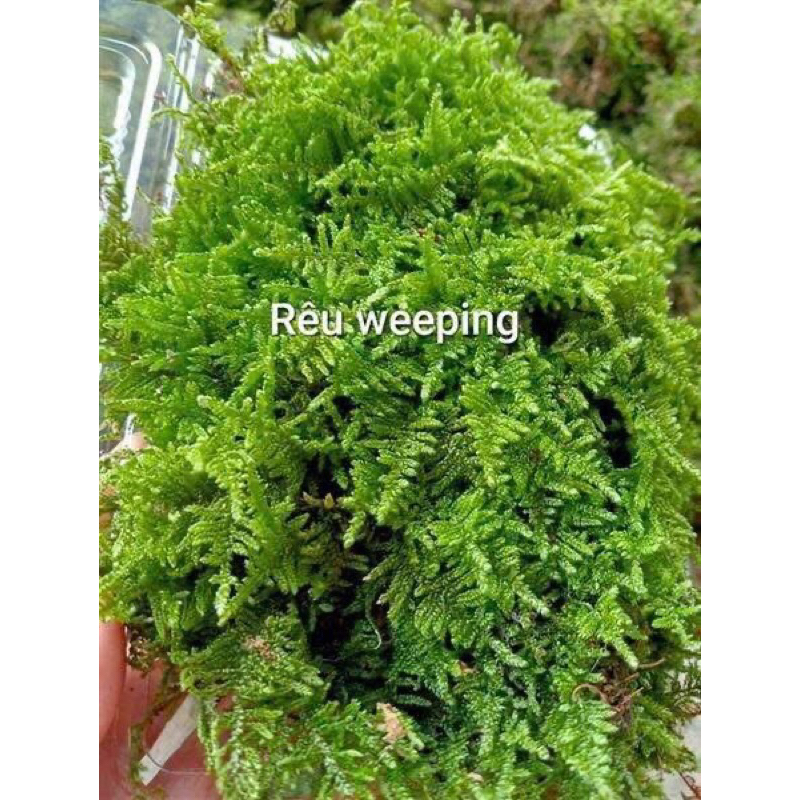 Rêu weeping việt lá cạn setup bể bán cạn, tiểu cảnh, sân vườn, terrarium, gắn lũa bonsai
