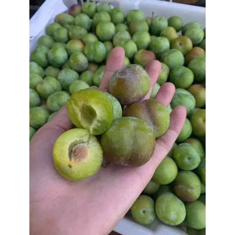 Cây giống mận róc hạt (siêu ngọt) | Shopee Việt Nam