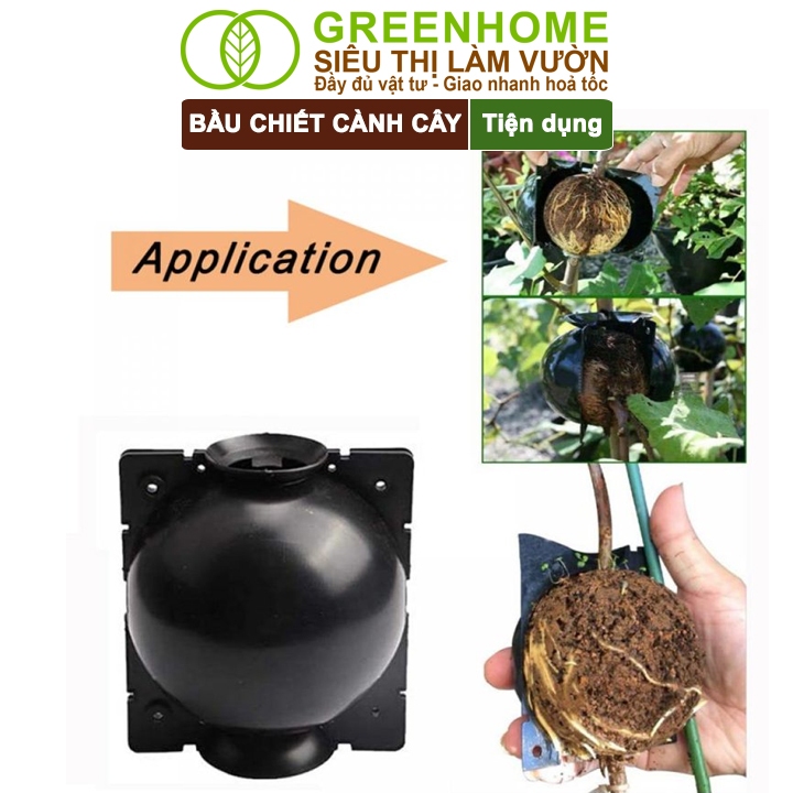 Ảnh Bầu Chiết Cành GreenHome, Nhiều Kích Thước, Khả Năng Ra Rễ, Chống Úng Cành Chiết, Độ Bền 2 Năm 4