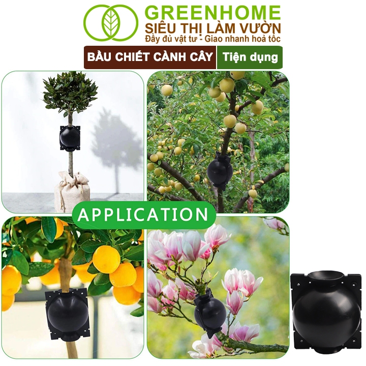 Ảnh Bầu Chiết Cành GreenHome, Nhiều Kích Thước, Khả Năng Ra Rễ, Chống Úng Cành Chiết, Độ Bền 2 Năm 2