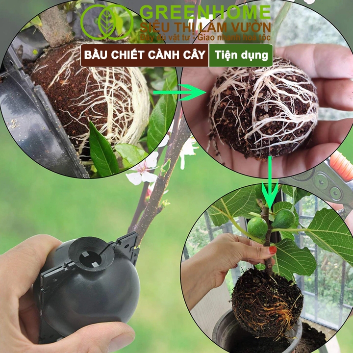 Ảnh Bầu Chiết Cành GreenHome, Nhiều Kích Thước, Khả Năng Ra Rễ, Chống Úng Cành Chiết, Độ Bền 2 Năm 3