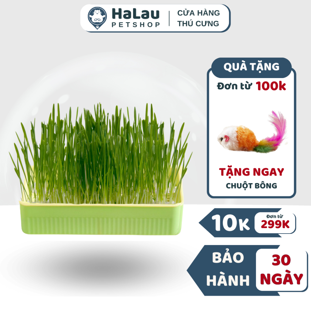 Bộ kit trồng cỏ mèo thủy canh, cỏ lúa mì, cỏ mèo, khay trồng cỏ + 5 ...