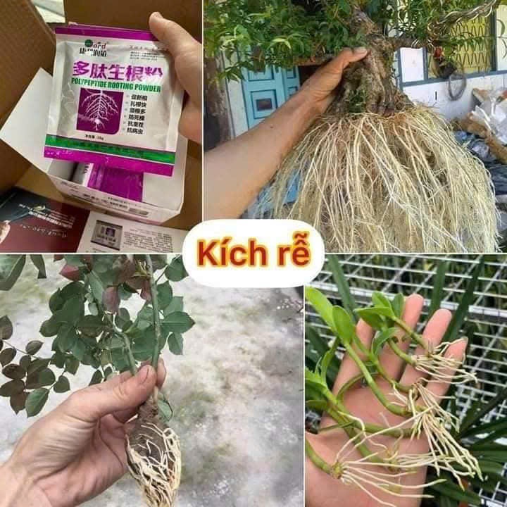 ( Siêu Kích Rễ ) Bột kích rễ Trung Quốc Polypeptide Rooting Powder- 1 ...