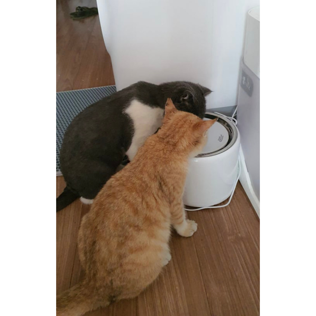 Ảnh Máy nước Eversweet 3 Petkit cho thú cưng 3