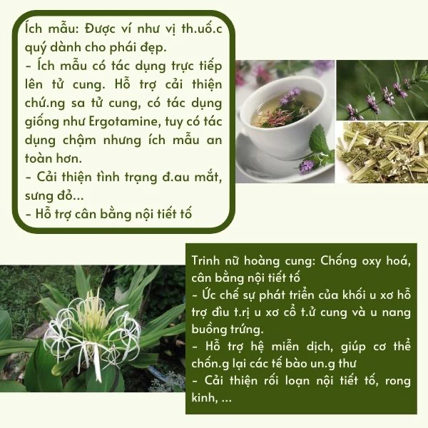 Thiết kế của Sâm Tố Nữ Tiêu Chuẩn