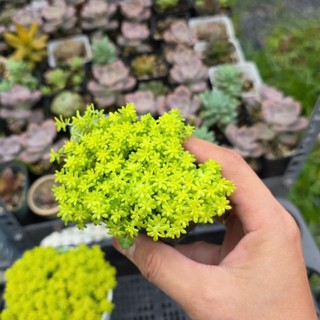 Sen đá Sedum Dạ Quang size 6-7 màu xanh mướt mát như ảnh MẦM NẮNG GARDEN lỗi 1 đền 1