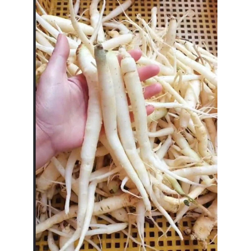 Đẳng Sâm Lai Châu Loại 1 Sợi To Chuẩn Rừng Chất Lượng Cao