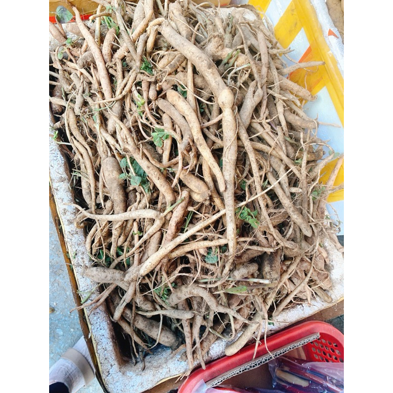 Đẳng Sâm Lai Châu Loại 1 Sợi To Chuẩn Rừng Chất Lượng Cao