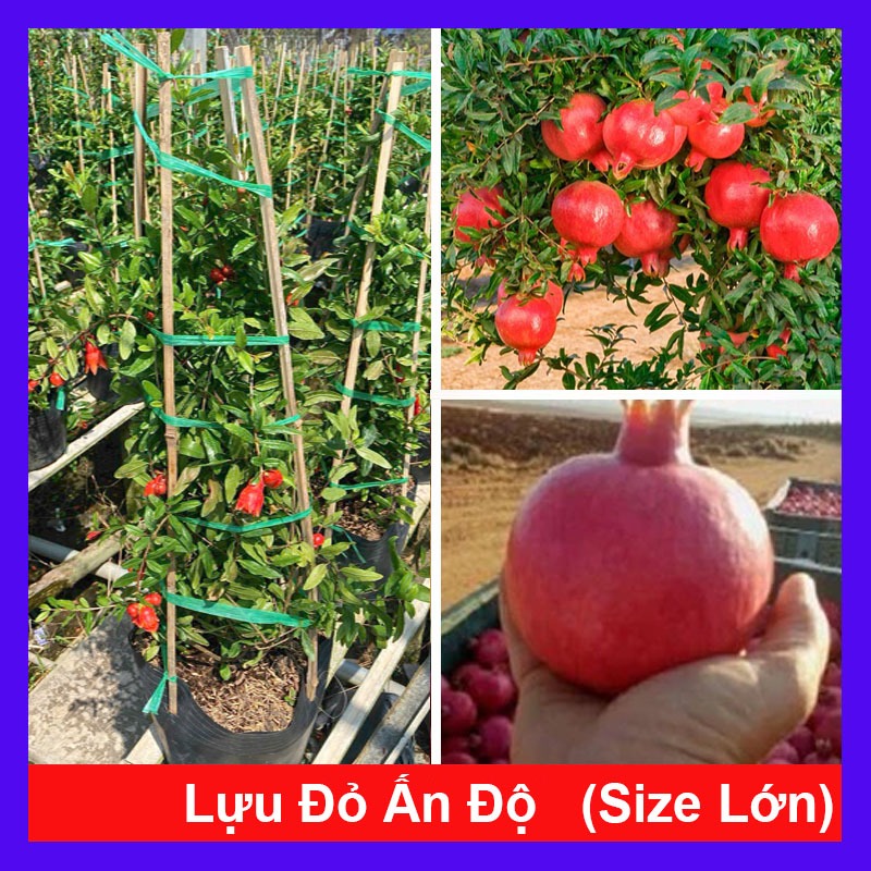 Cây lựu đỏ Ấn Độ (chậu size lớn cao 80-120cm đang hoa nụ)