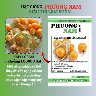(10 Gram ≈ 5,800 Hạt)  Hạt Giống Thù Lù Nam Mỹ Trái Anh Đào Phương Nam