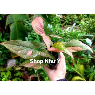 Trầu bà Var hồng (Syngonium pink splash)