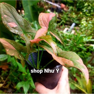 Trầu bà Var hồng (Syngonium pink splash)