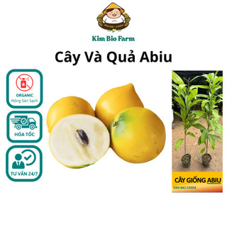 Cây Giống Và Qua Abiu Giống Cây Khỏe, Quả Ngon Rất Thơm, Nhanh Ra Trái