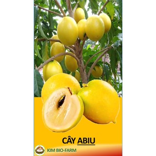 Cây Giống Và Qua Abiu Giống Cây Khỏe, Quả Ngon Rất Thơm, Nhanh Ra Trái