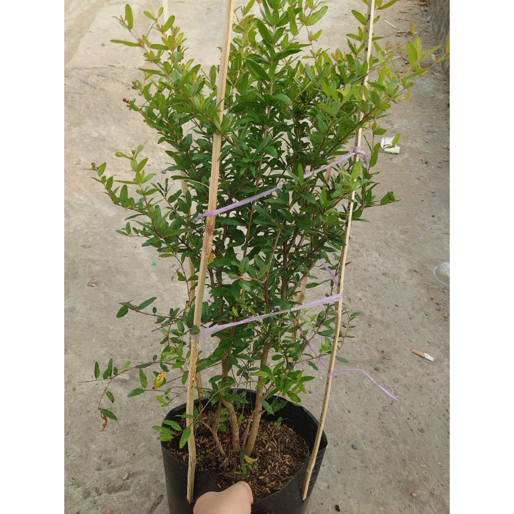 Cây lựu đỏ Ấn Độ (chậu size lớn cao 80-120cm đang hoa nụ)