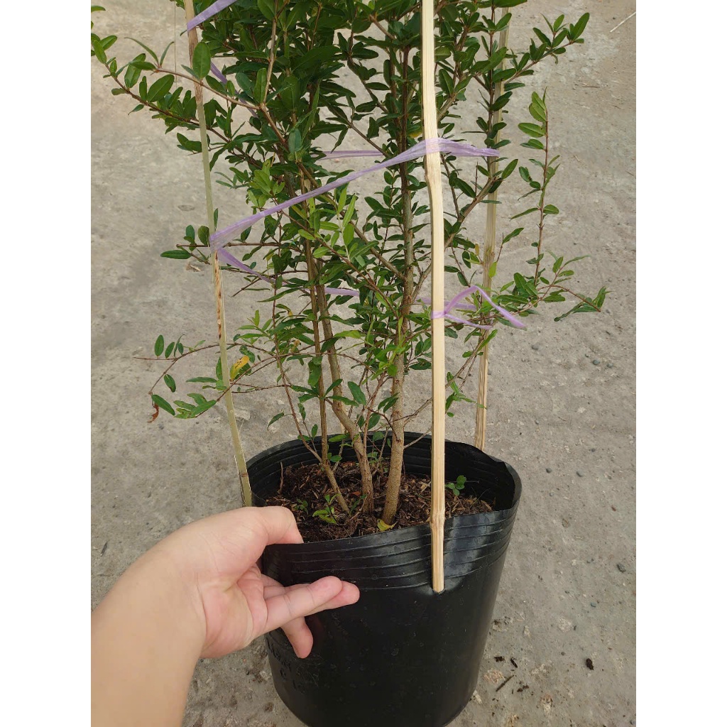 Cây lựu đỏ Ấn Độ (chậu size lớn cao 80-120cm đang hoa nụ)