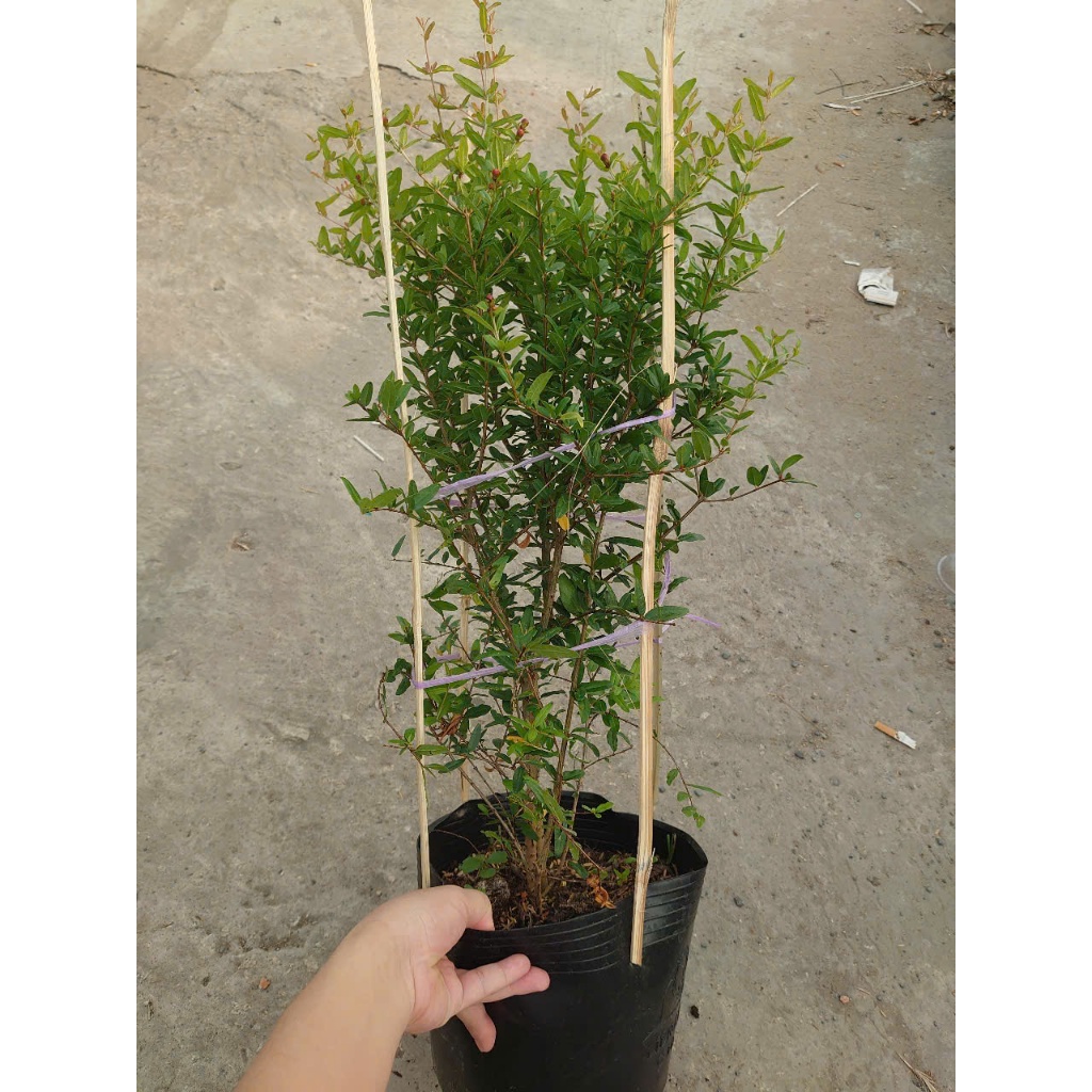 Cây lựu đỏ Ấn Độ (chậu size lớn cao 80-120cm đang hoa nụ)