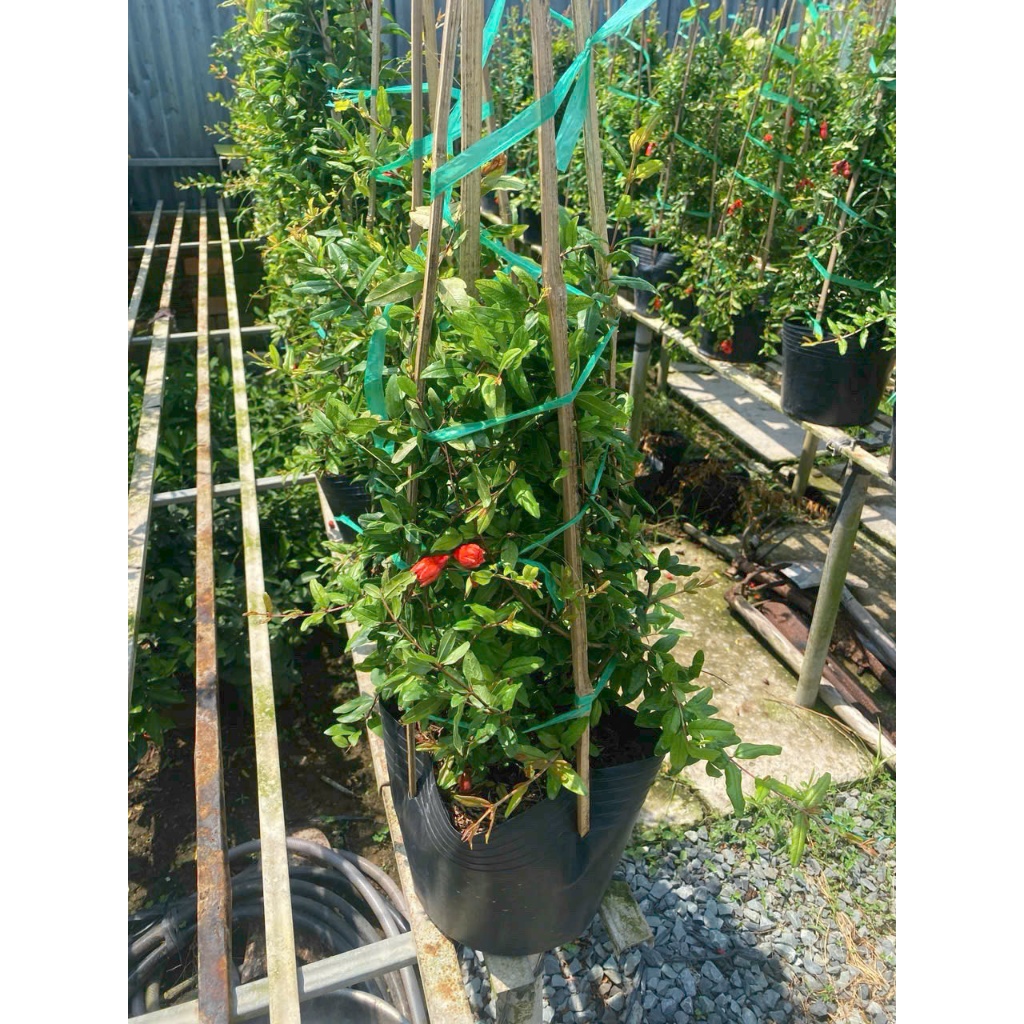 Cây lựu đỏ Ấn Độ (chậu size lớn cao 80-120cm đang hoa nụ)