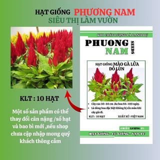 10 Hạt -  Hạt Giống Hoa Mào Gà Lửa Đỏ Lùn F1 Phương Nam