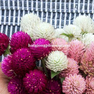 1 Gram - Hạt Giống Hoa Cúc Nút Áo (Bách Nhật) Mix Phương Nam