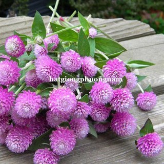 1 Gram - Hạt Giống Hoa Cúc Nút Áo (Bách Nhật) Mix Phương Nam
