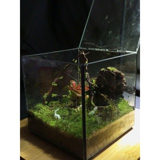 Terrarium " Mộng Sơn Thủy "  Terrarium Phong Thủy - Quà Tặng Doanh Nghiệp Sang Trọng và Ý nghĩa )