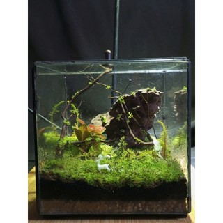 Terrarium " Mộng Sơn Thủy "  Terrarium Phong Thủy - Quà Tặng Doanh Nghiệp Sang Trọng và Ý nghĩa )